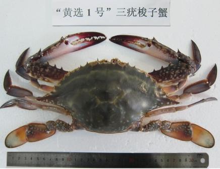 “黃選1號”.jpg “黃選1號”.jpg